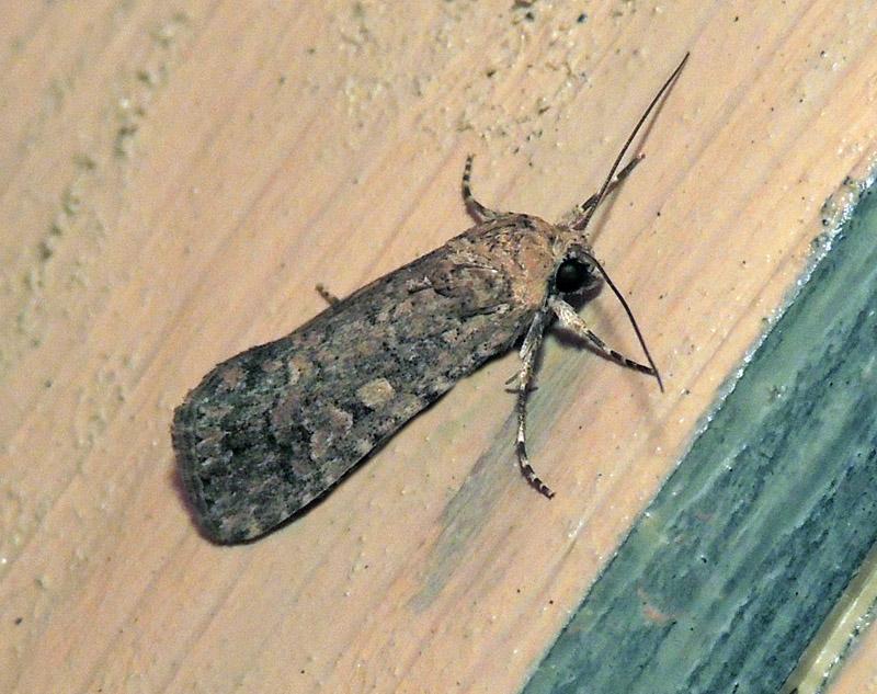 Spodoptera exigua Noctuidae